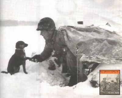 Chien ardennes.jpg