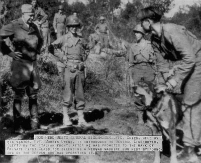 chips-the-war-dog.jpg