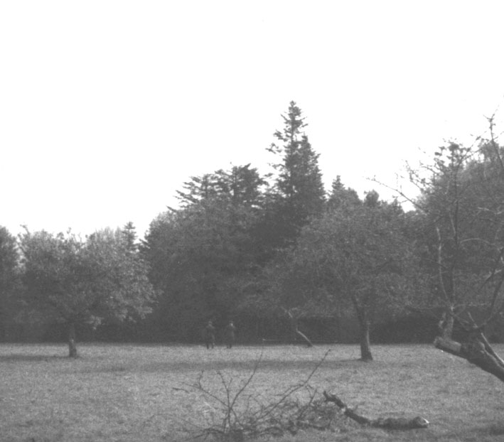 1508 - crash_arbres.jpg