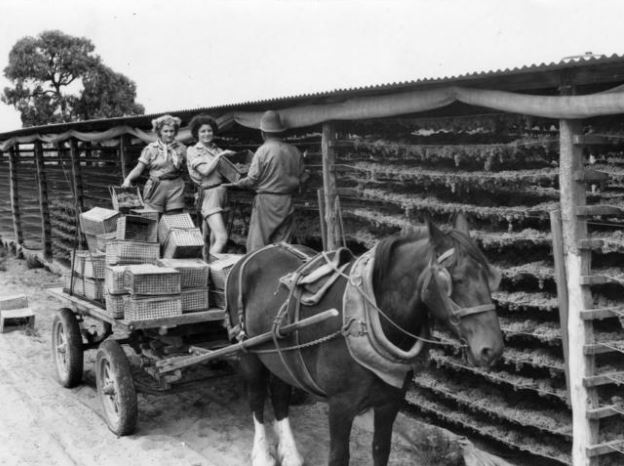 Sèchage raisin sultana Australie 1945.JPG