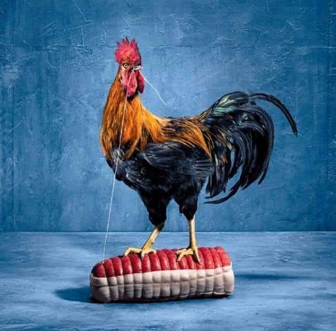 coq.jpg