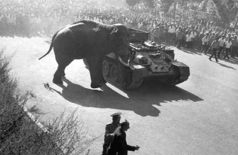 char éléphant.gif