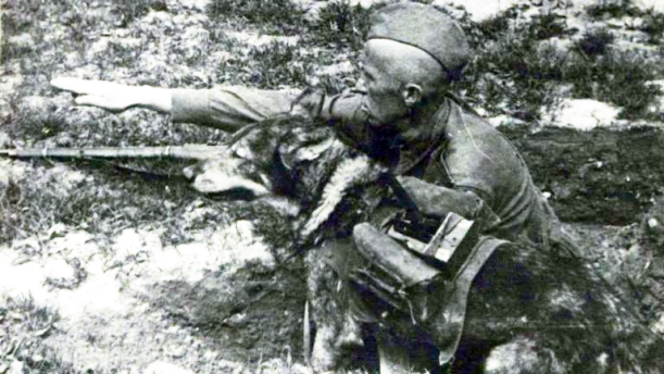 chien-anti-char-dispositif.jpg
